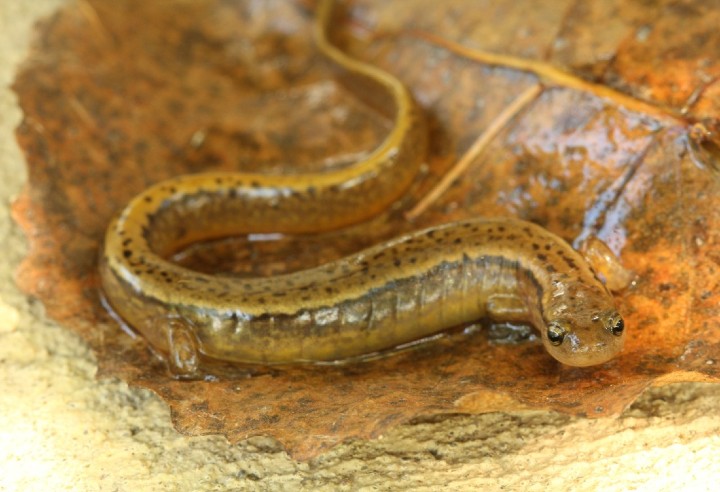 Northern Two-lined Salamander